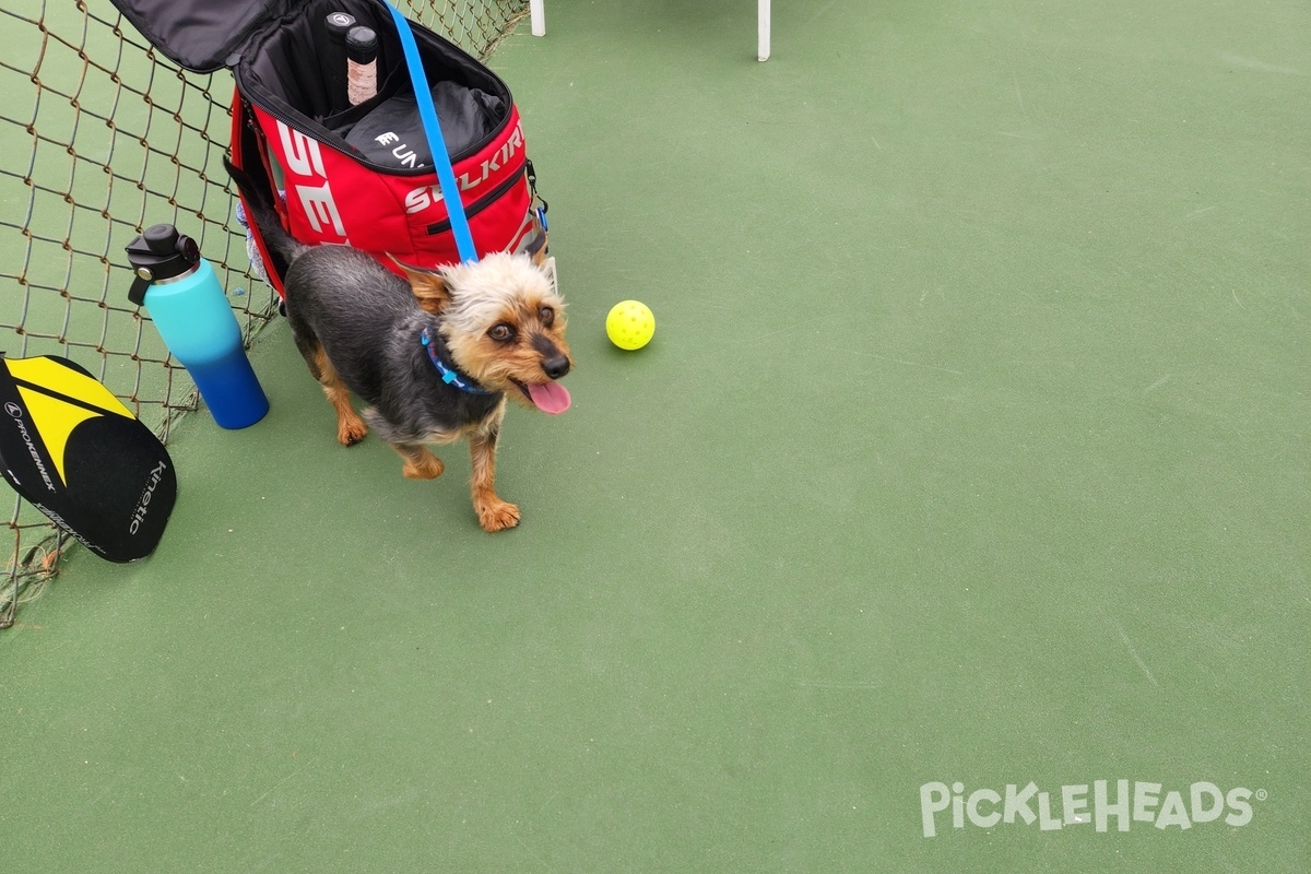 Photo of Pickleball at San Diego Pickleball